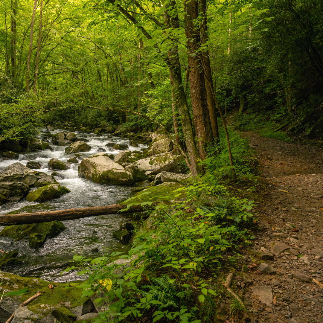 Wooded trail beside a creek.